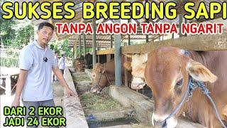 SUKSES BREEDING SAPI DARI 2 EKOR JADI 24 EKOR TANPA NGARIT TANPA ANGON