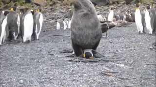 Морские котики насилуют пингвинов