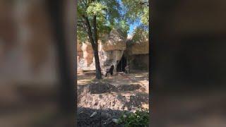 Viral video shows zookeepers trying to hide from silverback gorilla at Fort Worth zoo