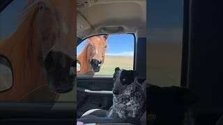 Their dog’s reaction to a horse is hilarious 