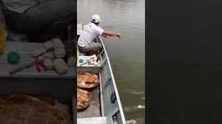 Vídeo mostra a pesca ilegal de tartarugas do Araguaia