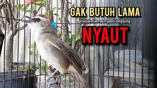 trucukan gacor TARUNG ROPEL PANJANG pancingan trucukan agar bunyi jadikan burung trucuk gacor NYAUT