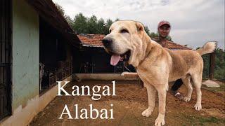 दुनिया के सबसे ताकतवर कुत्ते Alabai kangal और Caucasian Shepherd सब एक साथ एक विडीओ में 