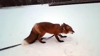 Tiki the fox is running around me on the long leash (Day 633)