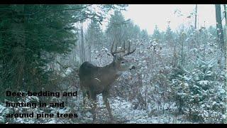 Deer bedding in and around Pines...  Bigwoods #3