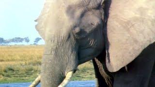 Elephants Empire - Matriarch Elephant | Elephant Documentary | Natural History Channel