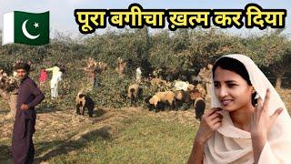 Village life of Pakistani Hindus in Pakistan l Poonam Pakistani Vlogs