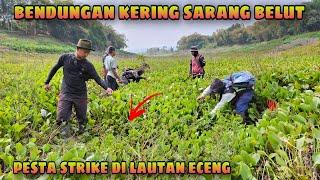 Pesta strike mancing belut di spot bendungan kering | Sarang belut di lautan eceng | Eel fishing