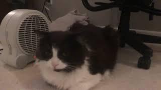 Tuxedo Cat sitting by Heater Fan (He does not like to be cold)