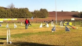 Dharma 3° posto agility debuttanti 27/11/2011