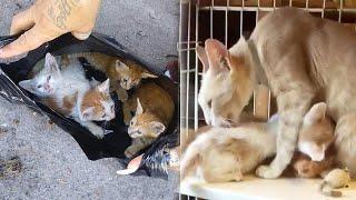 Kittens Abandoned In a Bag Reunited With Their Mother Cat At The Shelter