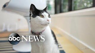 'Talking' pets make a big splash on social media | Nightline