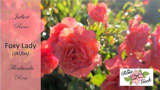  Foxy Lady Rose // Jalbert Romantic Floribunda Rose