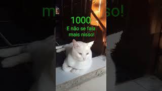 Na Clínica Veterinária, entre Mio e 1000??? 