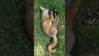 Worlds Sleepiest WILD FOX! | #Shorts