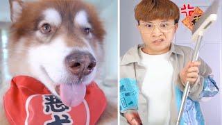 The dogs are cute and funny #21 - Funny and Cute Pets Compilation