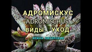 Адромискус.Виды. Уход.