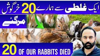 Cause of mistake 20 of our rabbits died | rabbit farming | rabbit farm | Chakwal |