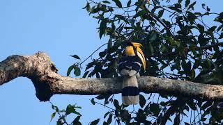 Hornbill Birds: Magnificent Creatures of the Avian World