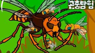 곤충탐험 #14 꿀벌 vs. 장수말벌 전투 | Honey bee vs. Vespa mandarina | Insects animation  GeniAdventure