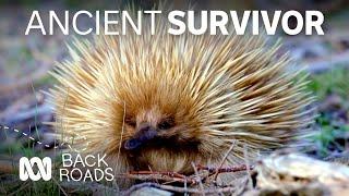 Can we learn about bush fire survival from echidnas, who roamed with dinosaurs? | Back Roads