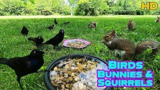 Entertain your Pets | 10-Hour Dog & Cat TV | Bunnies , Birds  & Squirrels | Background Ambience