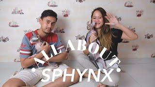 ALL ABOUT SPHYNX INDONESIA + GIVEWAY DADAKAN!