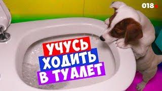 DOGVLOG: Умная Собака ходит в туалет в унитаз. Пранк с ЛОКИ БОБО. Говорящая собака   018 серия