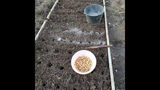 Что добавила на грядку при посадке лука-севка под зиму.  Увеличиваю урожай простым удобрением