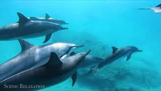 Swimming With Dolphins 4K - 30 Minute Underwater Relaxation Film