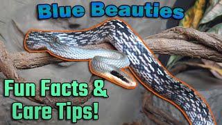 Meet the Blue Beauty Rat Snake!