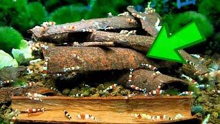 How To Use Cinnamon Bark In A Shrimp Tank - Shrimp Keeping