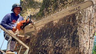 Monster... Felling of trembesi tree hundreds of years ‼️