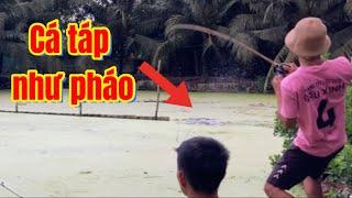 Câu cá lóc | sau màn câu trộm thì giờ câu xin | rong chơi miền tây #fishing #lurecaloc