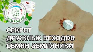 Стратификация семян земляники. Клубника, земляника из семян.