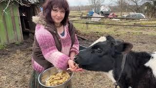 Телочка Шанти и старенькая корова Малышка едят вкусняшки. #animal #животные #cow #cowvideos #коровы