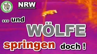 Wolfinfo Aktuell    ... und Wölfe springen doch!