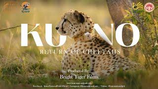 Kuno : Return of Cheetahs