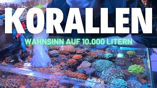 Der Korallen Wahnsinn auf 10.000 Liter verteilt: Zu Besuch bei Patrick Gast (PG Korallenzucht):