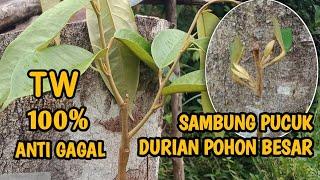 CARA TOP WORKING DURIAN POHON BESAR AGAR CEPAT BESAR DAN BERBUAH !!!!