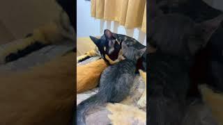 Purest form of love ️ #youtubeshorts #cat #shortvideo #kitten #funny #shortsfeed #shorts #viral