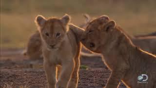 Adorable Lion Cubs Frolic as their Parents Look On