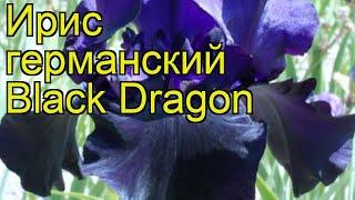 Ирис германский Блэк Дрэгон. Краткий обзор, описание характеристик iris germanica Black Dragon