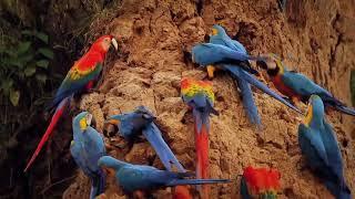 Documentary of Macaws parrots / Natural wild life( jungle life of  Large parrots).