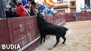 ENCIERRO POR LAS CALLES CON 4 TOROS // BUDIA 2024