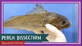 Perch (Bony Fish) Dissection || Teach A Man To Fish [EDU]