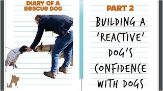 Creating confidence for a reactive dog -Diary of a Rescue Dog Pt2
