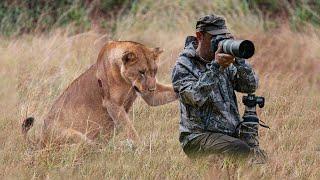 Lion Surprised Wildlife Photographers When He was Taking Pictures of a Pride