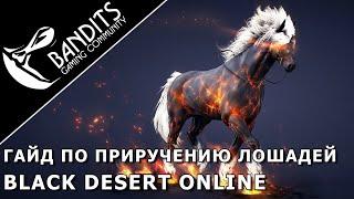 Guide how to tame wild horses in Black Desert Online