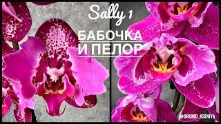 Phal. Sally 1 - peloric & butterflyКрупноцветковый фаленопсис: бабочка и пелор | Обзор сорта Сэлли